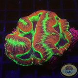 Symphyllia spp. „Madness“ WYSIWYG
