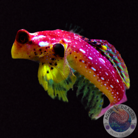 Synchiropus sycorax „Leierfisch“ männlich