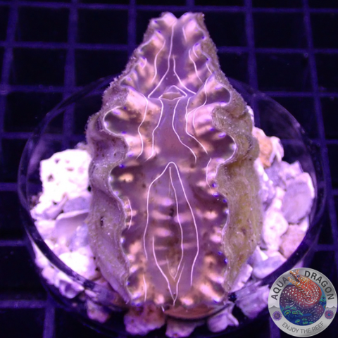 Hippopus hippopus WYSIWYG