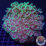 Alveopora spp. „Giga Flower“ WYSIWYG „AD Special“