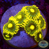 Krustenanemonen „Blueberry Pie“