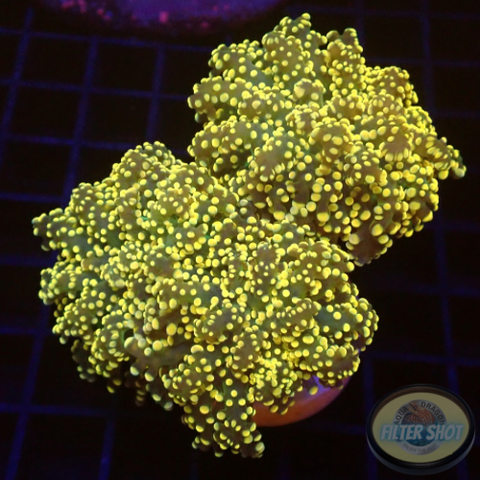 Euphyllia yaeyamaensis „Gold Frog“ WYSIWYG „AD Special“