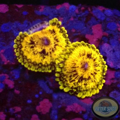 Krustenanemonen „Gold Maul“ WYSIWYG „AD Special“