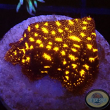 Psammocora spp. „Outer Space
