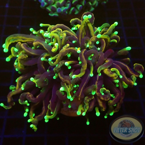 Euphyllia glabrescens „Dragon Soul“ 🐉