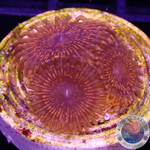 Krustenanemonen „Nightmare“ WYSIWYG