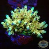 Acropora loripes „Bubblegum“ WYSIWYG