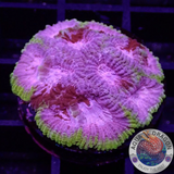 Favia spp. „Tranquility“ WYSIWYG