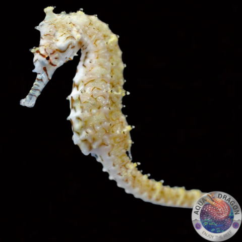 Hippocampus angustus "Australisches Seepferd"