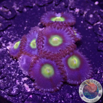 Krustenanemonen „AOI“ AD Special