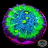 Echinophyllia spp. „Psychedelic“ WYSIWYG