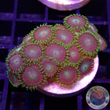 Krustenanemonen „Tropical Emeralds“