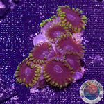 Krustenanemonen „Purple Hearts“ AD Special