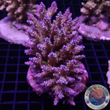 Acropora nana „Star“ WYSIWYG „AD Special“