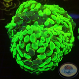 Euphyllia ancora „Toxic Marble“ WYSIWYG „AD Special“