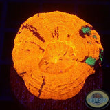 Homophyllia australis „Warpaint“ WYSIWYG