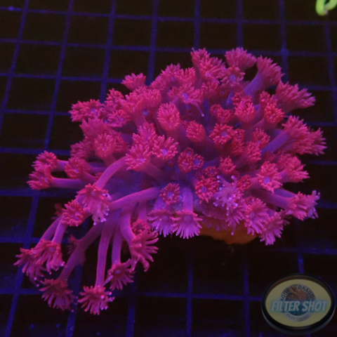 Goniopora spp. „Rose Velvet“ WYSIWYG „AD Special“