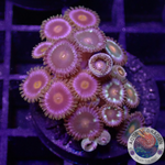 Krustenanemonen „Jetpack Sunset Kiwi GBP“ WYSIWYG