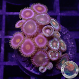 Krustenanemonen „Jetpack Sunset Kiwi GBP“ WYSIWYG