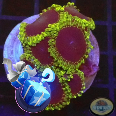 Krustenanemonen „Thermosphere“ WYSIWYG „AD Special“