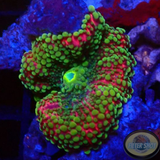 Ricordea yuma „Flame Skin“ WYSIWYG „AD Special“