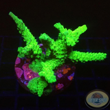 Acropora formosa „Nuclear“ WYSIWYG „AD Special“
