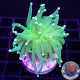 Euphyllia glabrescens „Citrus Cooler“ AD Special