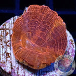 Homophyllia australis „Ultra Red“ WYSIWYG