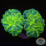 Plerogyra sinuosa „Bubble Splash“ WYSIWYG „AD Special“