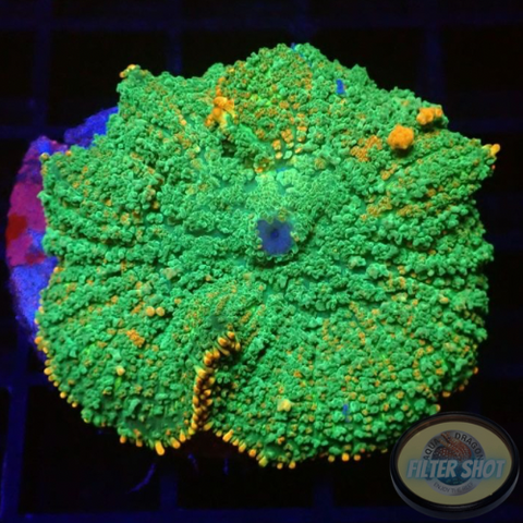 Rhodactis spp. „Sunkist Bounce“ WYSIWYG