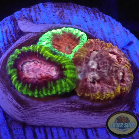 Favia spp. “Fusion” WYSIWYG