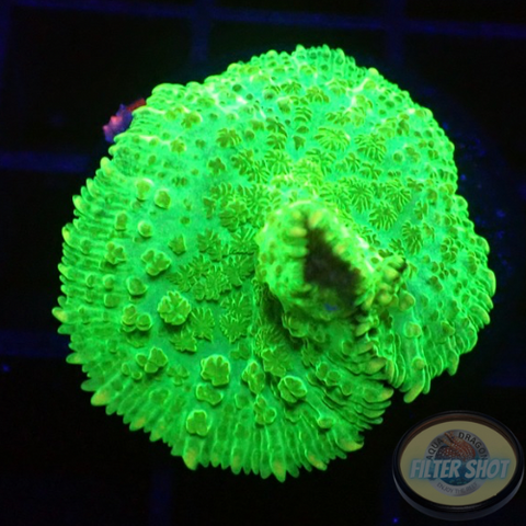 Rhodactis spp. „Toxic“