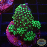 Acropora spp. „Grace“ WYSIWYG
