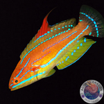 Paracheilinus flavianalis „Gelbflossen-Zwerglippfisch“ männlich