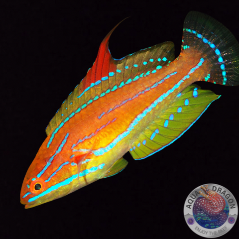 Paracheilinus flavianalis „Gelbflossen-Zwerglippfisch“ männlich
