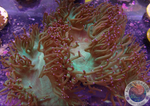 Catalaphyllia jardinei „Vampire Kiss“ WYSIWYG