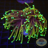 Euphyllia glabrescens „Golden Dragon“ 🐉 AD Special