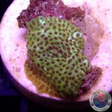 Discosoma spp. „Leo“ WYSIWYG „AD Special“