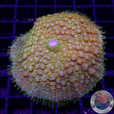 Rhodactis spp. „Space Flower“ WYSIWYG „AD Special“