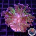 Euphyllia paraancora “Omega” AD Special