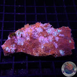 Echinophyllia spp. „Elm Street“ WYSIWYG