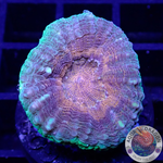 Lobophyllia spp. „Romulus“ WYSIWYG