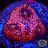 Echinophyllia spp. „Killer Flamingo“ WYSIWYG