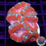 Micromussa spp. „Rainbow Heart“