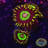 Krustenanemonen „Freaky Hornet“ WYSIWYG „AD Special“