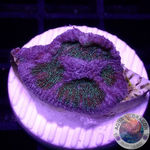 Montastrea spp. “BB8” WYSIWYG