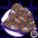 Acanthastrea echinata „True Eyes“ WYSIWYG „AD Special“