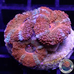 Micromussa spp. „Rainbow“ WYSIWYG