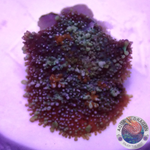 Rhodactis spp. „Fire Bounce“ WYSIWYG „AD Special“