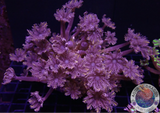 Clavularia spp. „Fireworks“ WYSIWYG